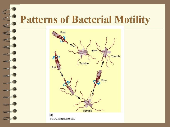 Patterns of Bacterial Motility Patterns of Bacterial Motility