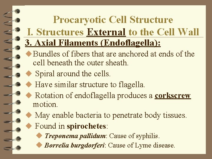 Procaryotic Cell Structure I. Structures External to the Cell Wall 3. Axial Filaments (Endoflagella): Procaryotic Cell Structure I. Structures External to the Cell Wall 3. Axial Filaments (Endoflagella):