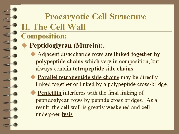 Procaryotic Cell Structure II. The Cell Wall Composition: u Peptidoglycan (Murein): . u Adjacent Procaryotic Cell Structure II. The Cell Wall Composition: u Peptidoglycan (Murein): . u Adjacent