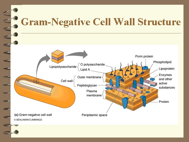 Gram-Negative Cell Wall Structure Gram-Negative Cell Wall Structure