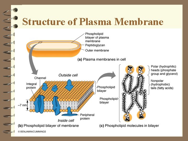 Structure of Plasma Membrane Structure of Plasma Membrane