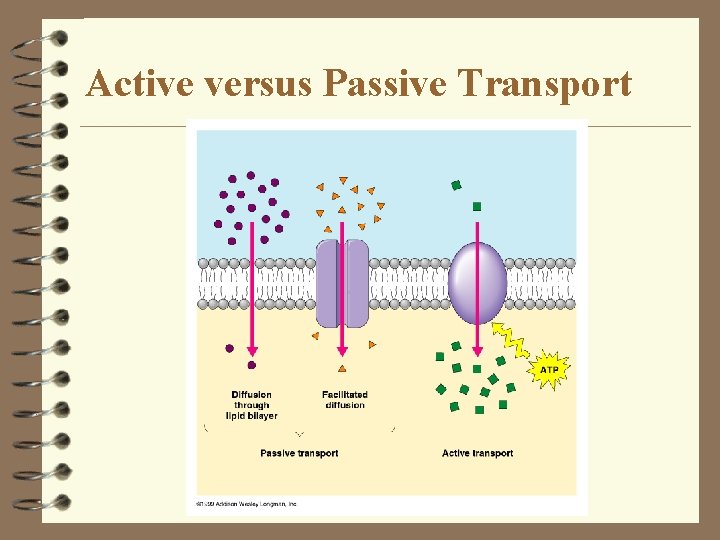 Active versus Passive Transport Active versus Passive Transport