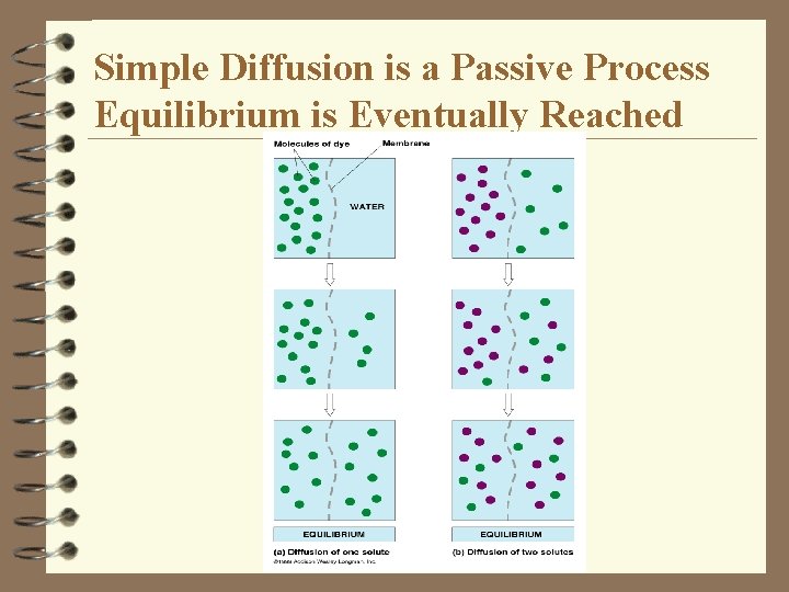 Simple Diffusion is a Passive Process Equilibrium is Eventually Reached Simple Diffusion is a Passive Process Equilibrium is Eventually Reached