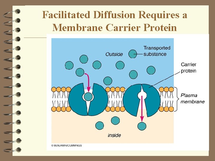 Facilitated Diffusion Requires a Membrane Carrier Protein Facilitated Diffusion Requires a Membrane Carrier Protein