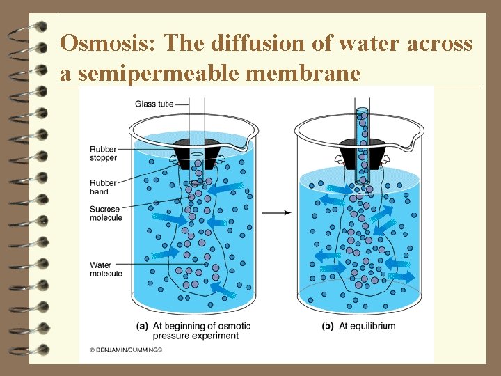 Osmosis: The diffusion of water across a semipermeable membrane Osmosis: The diffusion of water across a semipermeable membrane