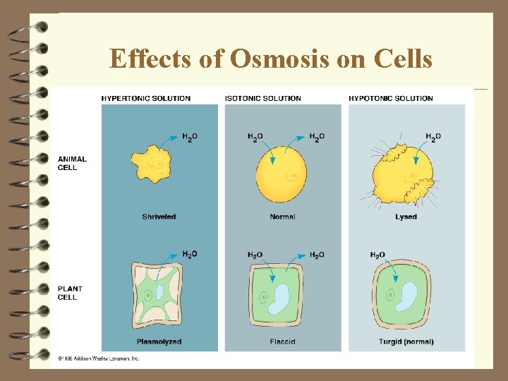 Effects of Osmosis on Cells Effects of Osmosis on Cells