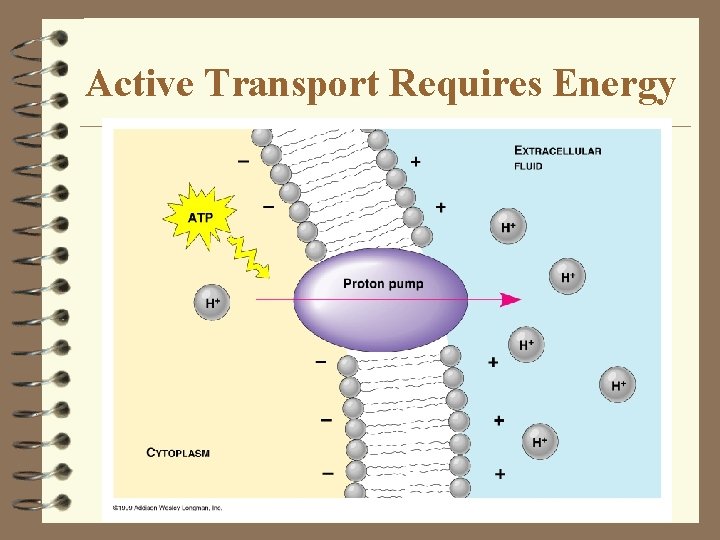 Active Transport Requires Energy Active Transport Requires Energy