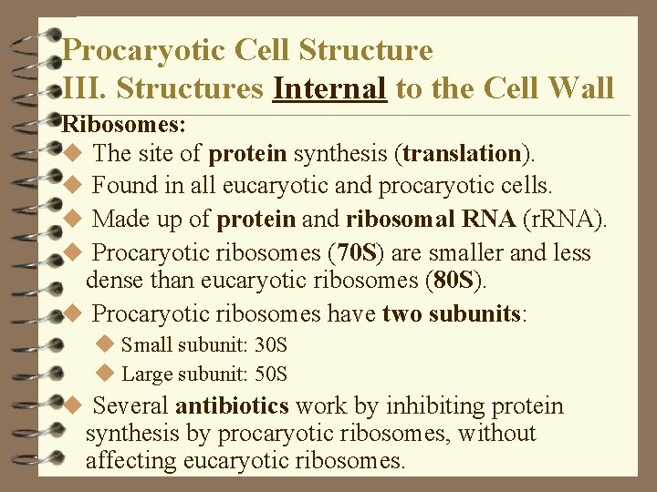 Procaryotic Cell Structure III. Structures Internal to the Cell Wall Ribosomes: u The site Procaryotic Cell Structure III. Structures Internal to the Cell Wall Ribosomes: u The site