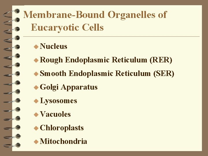 Membrane-Bound Organelles of Eucaryotic Cells u Nucleus u Rough Endoplasmic Reticulum (RER) u Smooth Membrane-Bound Organelles of Eucaryotic Cells u Nucleus u Rough Endoplasmic Reticulum (RER) u Smooth