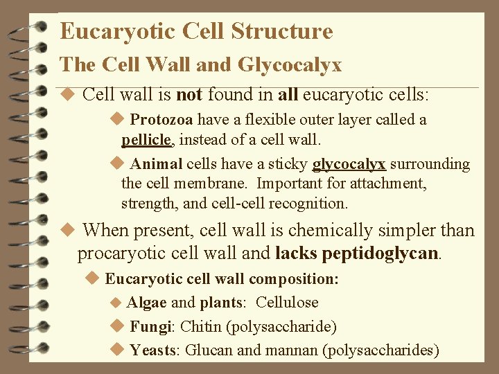 Eucaryotic Cell Structure The Cell Wall and Glycocalyx u Cell wall is not found Eucaryotic Cell Structure The Cell Wall and Glycocalyx u Cell wall is not found