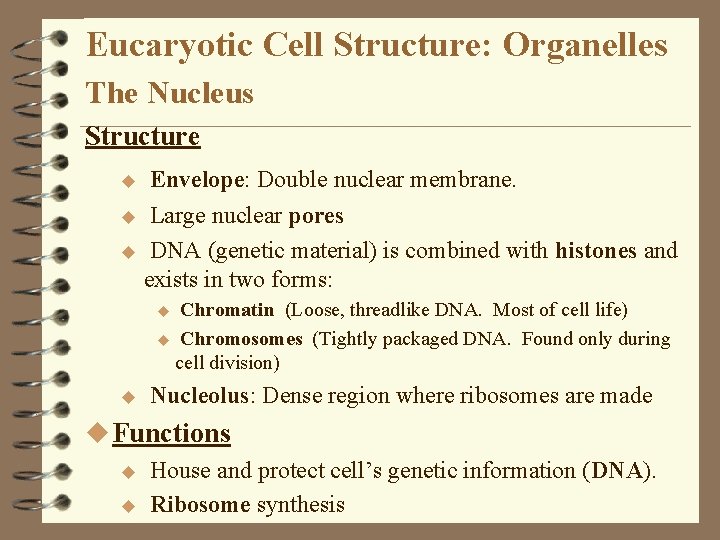Eucaryotic Cell Structure: Organelles The Nucleus Structure u Envelope: Double nuclear membrane. Large nuclear Eucaryotic Cell Structure: Organelles The Nucleus Structure u Envelope: Double nuclear membrane. Large nuclear
