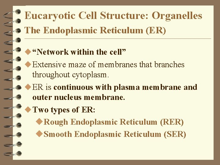 Eucaryotic Cell Structure: Organelles The Endoplasmic Reticulum (ER) u “Network within the cell” u Eucaryotic Cell Structure: Organelles The Endoplasmic Reticulum (ER) u “Network within the cell” u