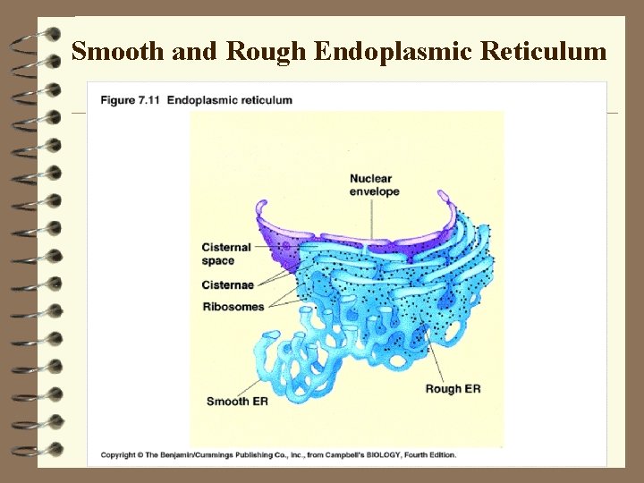 Smooth and Rough Endoplasmic Reticulum Smooth and Rough Endoplasmic Reticulum