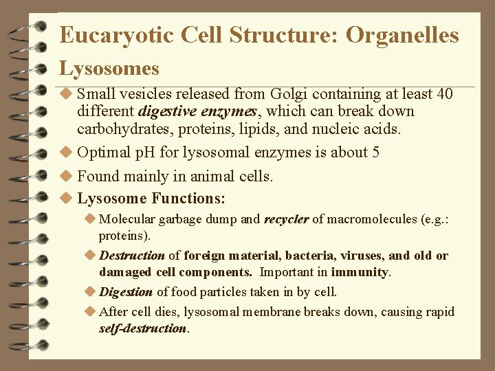 Eucaryotic Cell Structure: Organelles Lysosomes u Small vesicles released from Golgi containing at least Eucaryotic Cell Structure: Organelles Lysosomes u Small vesicles released from Golgi containing at least