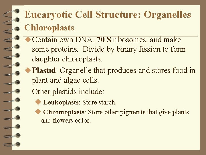 Eucaryotic Cell Structure: Organelles Chloroplasts u Contain own DNA, 70 S ribosomes, and make Eucaryotic Cell Structure: Organelles Chloroplasts u Contain own DNA, 70 S ribosomes, and make