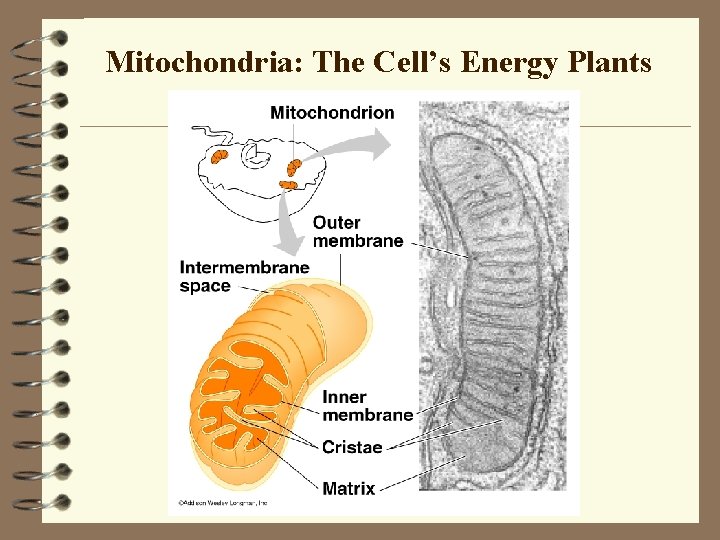 Mitochondria: The Cell’s Energy Plants Mitochondria: The Cell’s Energy Plants