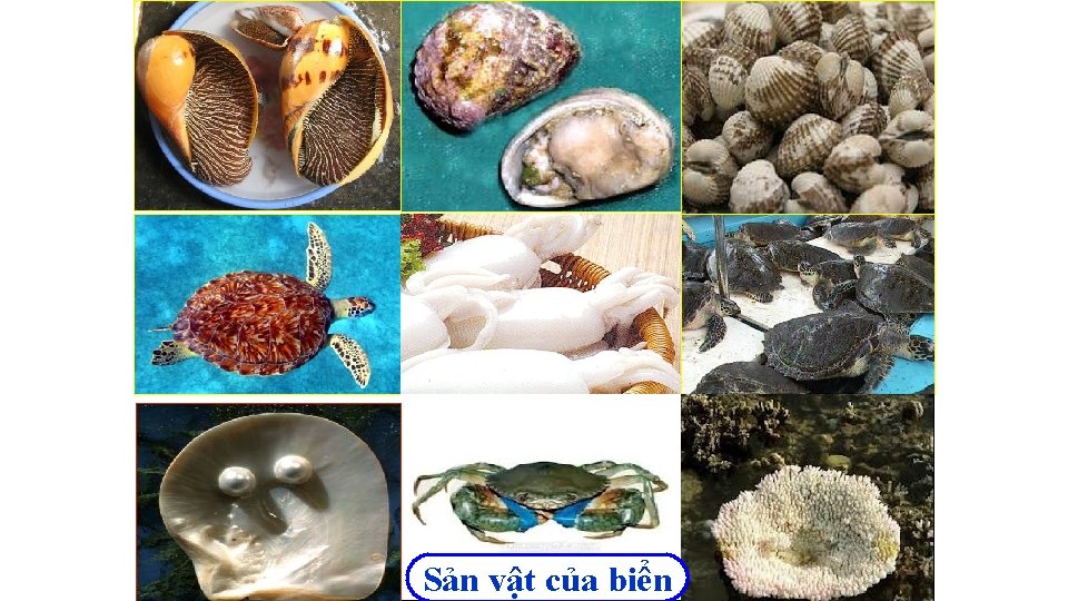 Sản vật của biển Sản vật của biển