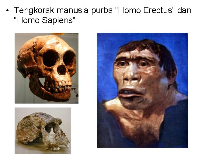  • Tengkorak manusia purba “Homo Erectus” dan “Homo Sapiens” 