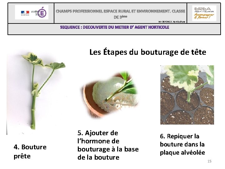  Mr DEFORGE. Horticulture Les Étapes du bouturage de tête 4. Bouture prête 5.