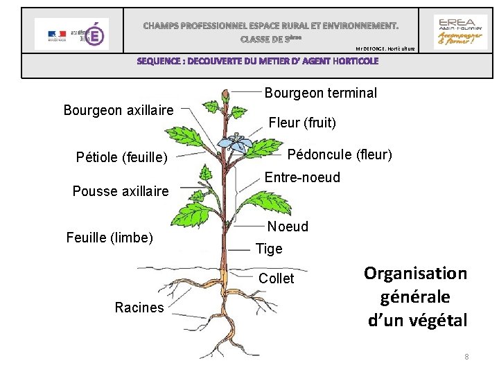  Mr DEFORGE. Horticulture Bourgeon terminal Bourgeon axillaire Fleur (fruit) Pédoncule (fleur) Pétiole (feuille)