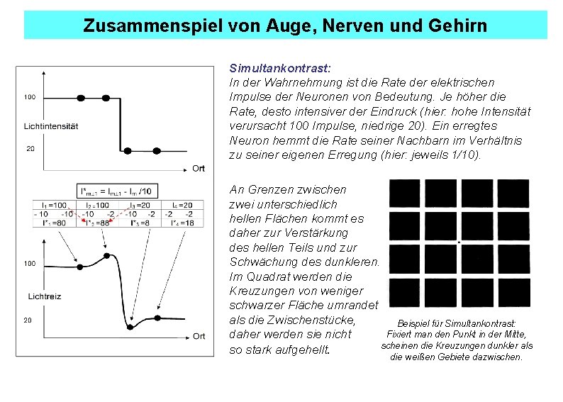 Zusammenspiel von Auge, Nerven und Gehirn Simultankontrast: In der Wahrnehmung ist die Rate der