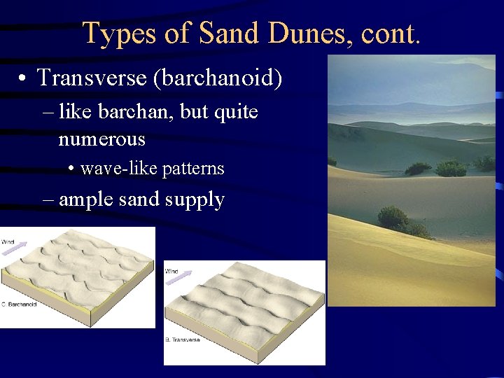 Types of Sand Dunes, cont. • Transverse (barchanoid) – like barchan, but quite numerous