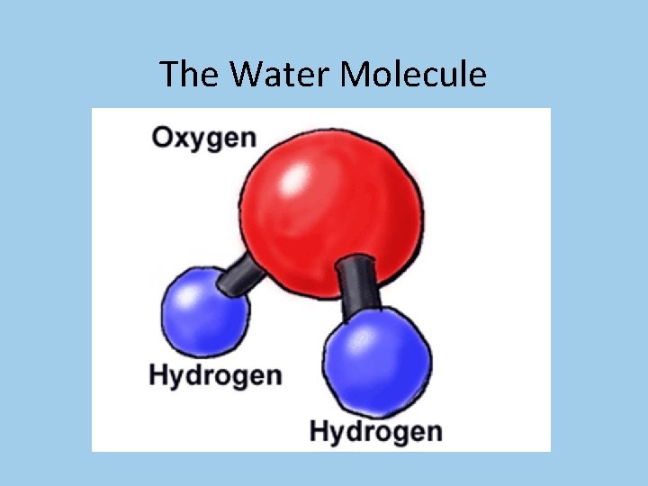 The Water Molecule 