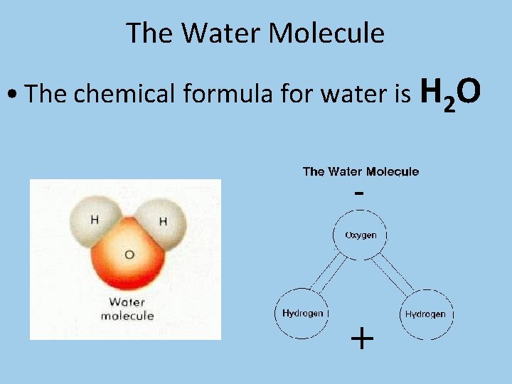 The Water Molecule • The chemical formula for water is H 2 O 