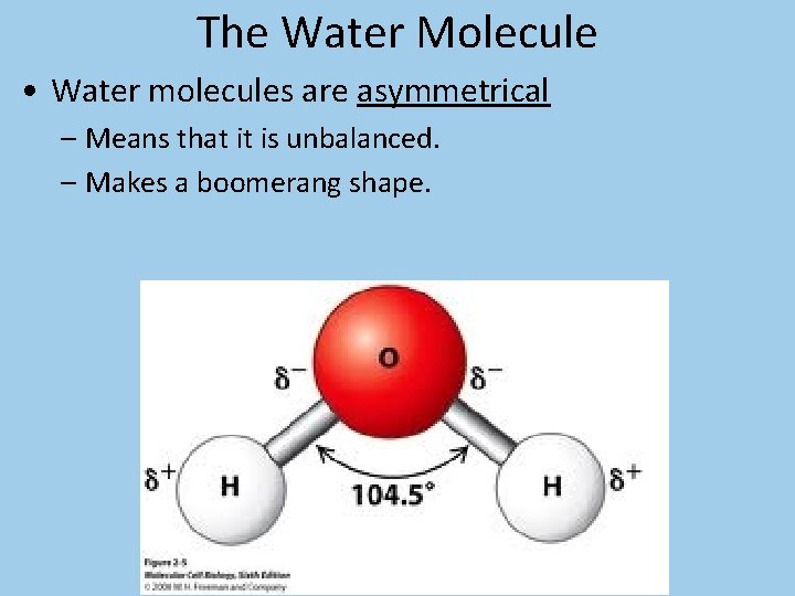 The Water Molecule • Water molecules are asymmetrical – Means that it is unbalanced.