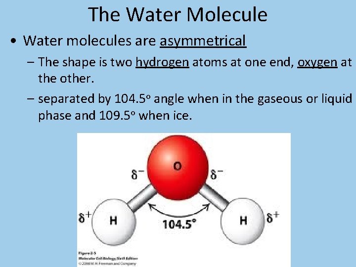 The Water Molecule • Water molecules are asymmetrical – The shape is two hydrogen