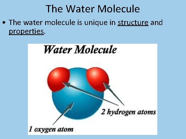 The Water Molecule • The water molecule is unique in structure and properties. 