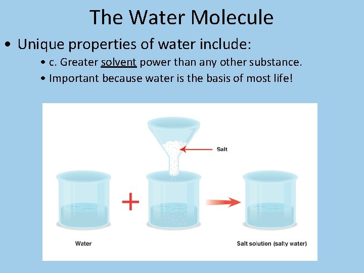 The Water Molecule • Unique properties of water include: • c. Greater solvent power