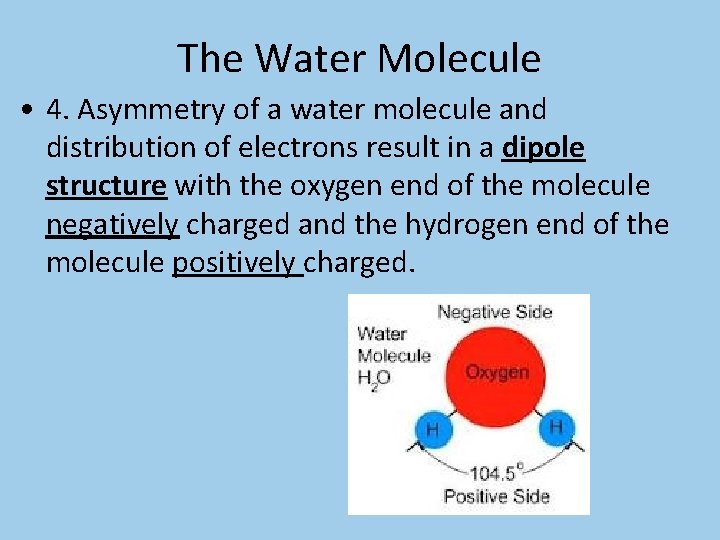 The Water Molecule • 4. Asymmetry of a water molecule and distribution of electrons