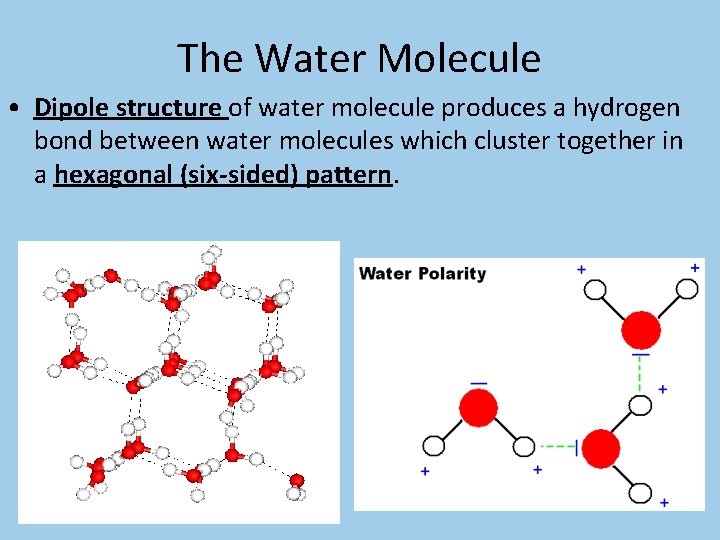 The Water Molecule • Dipole structure of water molecule produces a hydrogen bond between