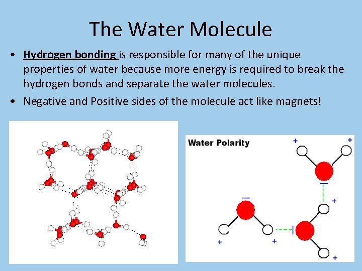 The Water Molecule • Hydrogen bonding is responsible for many of the unique properties