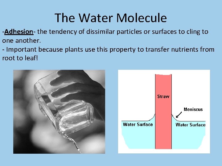 The Water Molecule -Adhesion- the tendency of dissimilar particles or surfaces to cling to