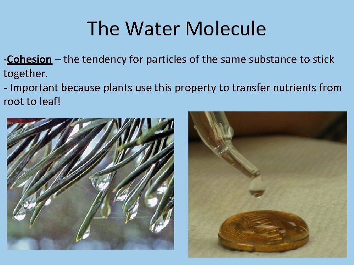 The Water Molecule -Cohesion – the tendency for particles of the same substance to