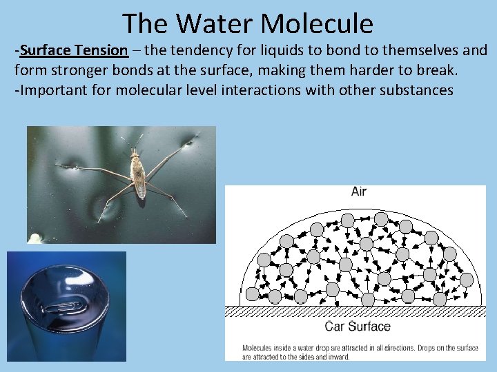 The Water Molecule -Surface Tension – the tendency for liquids to bond to themselves