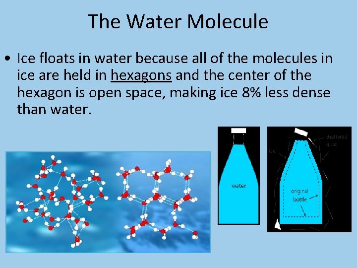 The Water Molecule • Ice floats in water because all of the molecules in