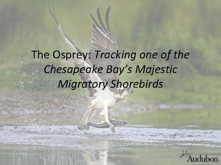 The Osprey: Tracking one of the Chesapeake Bay’s Majestic Migratory Shorebirds 