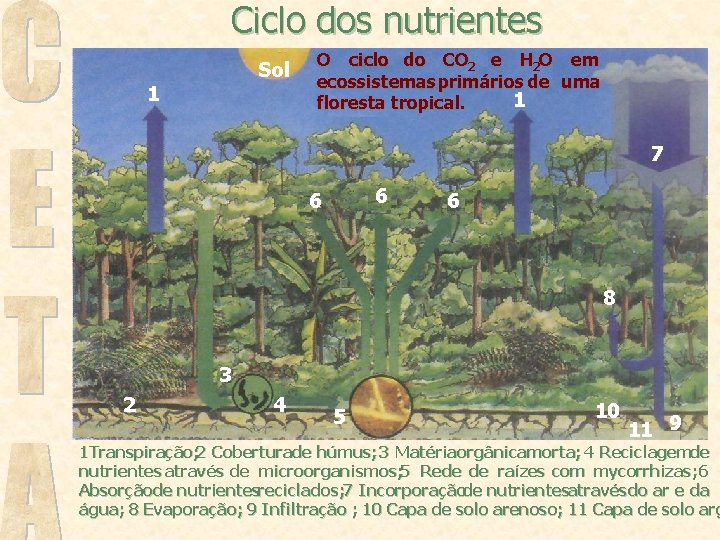 Ciclo dos nutrientes Sol 1 O ciclo do CO 2 e H 2 O