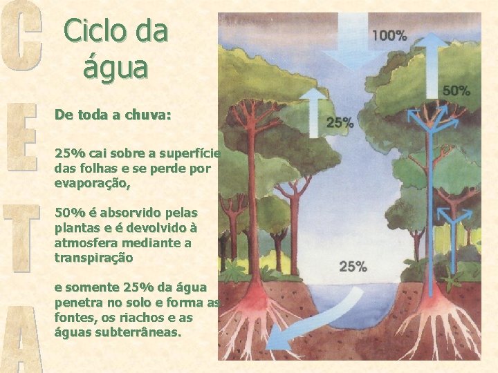 Ciclo da água De toda a chuva: 25% cai sobre a superfície das folhas