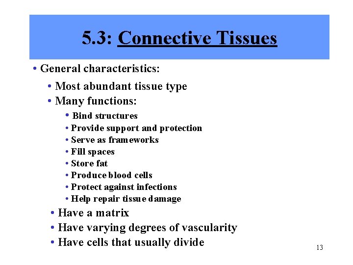 5. 3: Connective Tissues • General characteristics: • Most abundant tissue type • Many