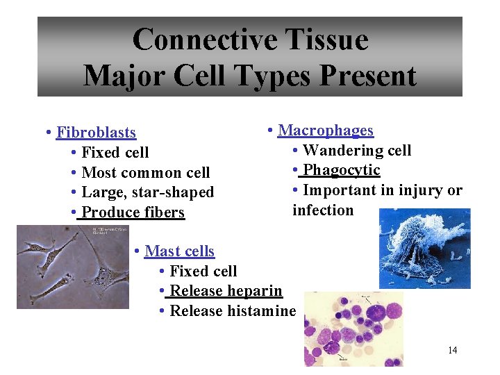 Connective Tissue Major Cell Types Present • Fibroblasts • Fixed cell • Most common