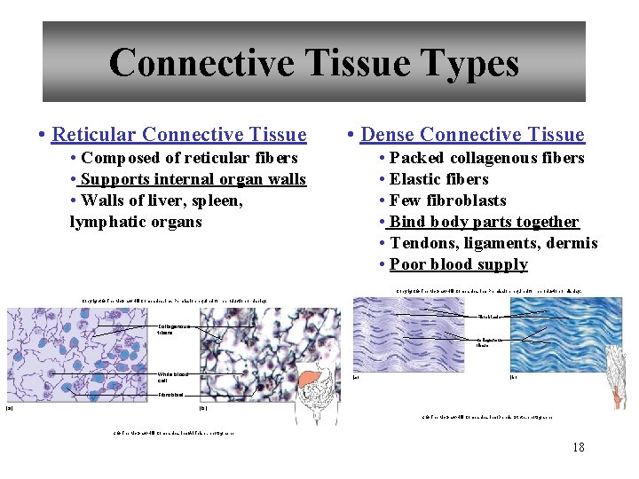 Connective Tissue Types • Reticular Connective Tissue • Dense Connective Tissue • Composed of