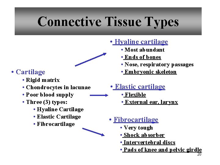 Connective Tissue Types • Hyaline cartilage • Cartilage • Rigid matrix • Chondrocytes in