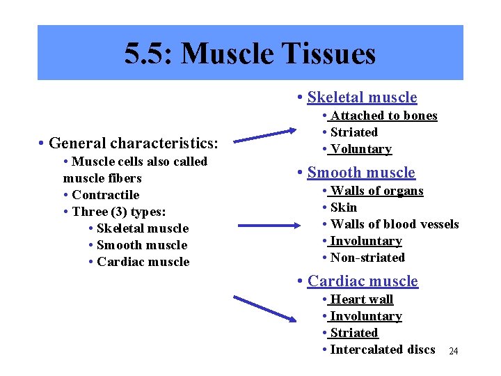 5. 5: Muscle Tissues • Skeletal muscle • General characteristics: • Muscle cells also