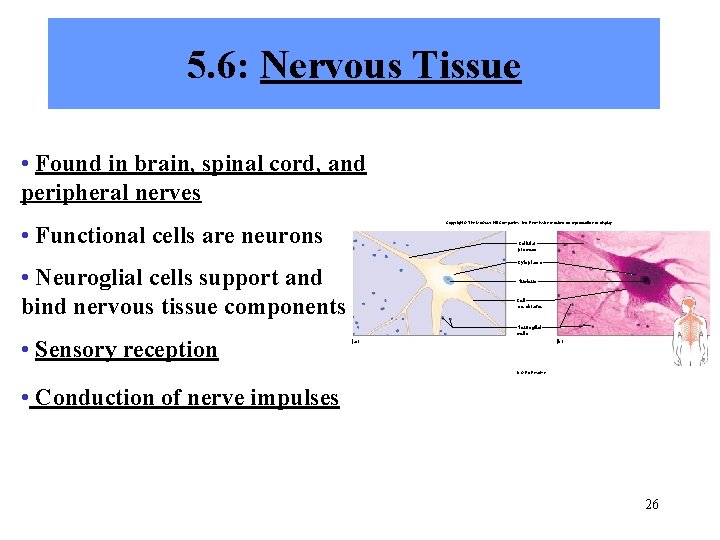 5. 6: Nervous Tissue • Found in brain, spinal cord, and peripheral nerves Copyright