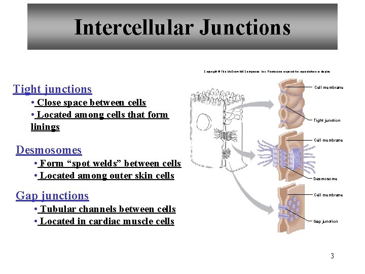 Intercellular Junctions Copyright © The Mc. Graw-Hill Companies, Inc. Permission required for reproduction or