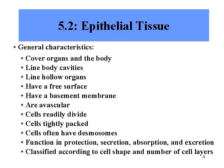 5. 2: Epithelial Tissue • General characteristics: • Cover organs and the body •